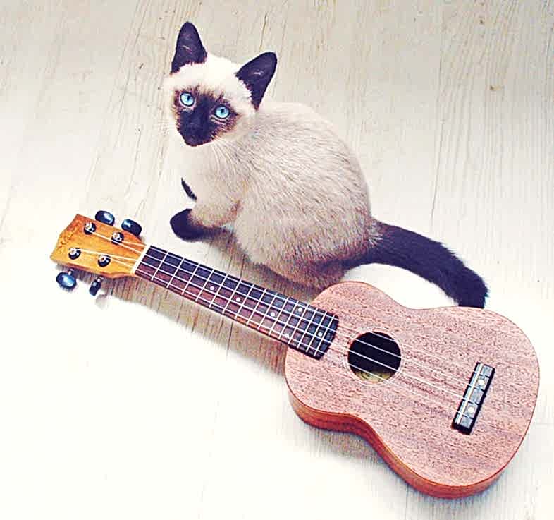 Ukulele Kursu